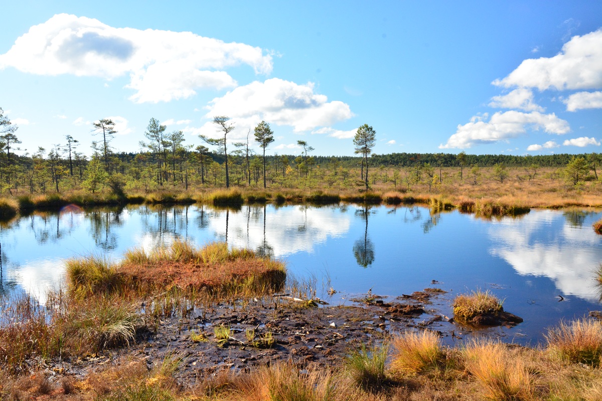 Sumpfgebiete im Dumme Mosse